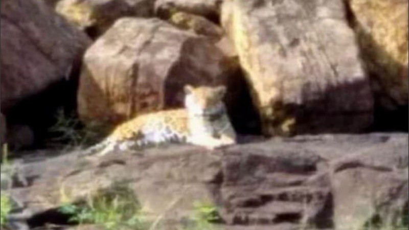 El animal no es la primera vez que se deja ver.