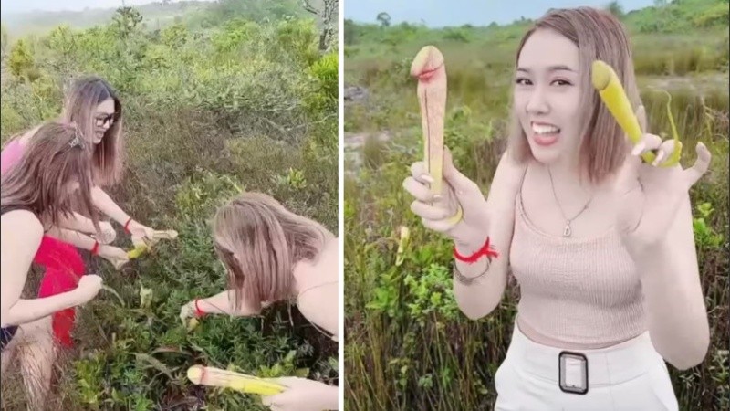 Las plantas en cuestión pertenecen a una especie de Nepenthes.