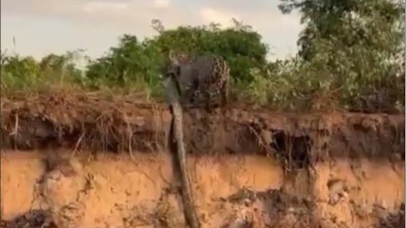 El yaguareté es una especie en peligro de extinción. 