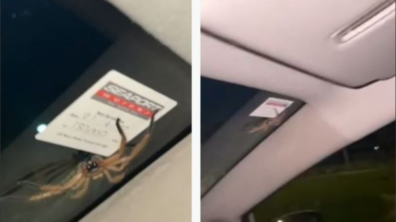 Las arañas cazadoras se encuentran en toda Australia.