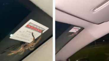 Las arañas cazadoras se encuentran en toda Australia.