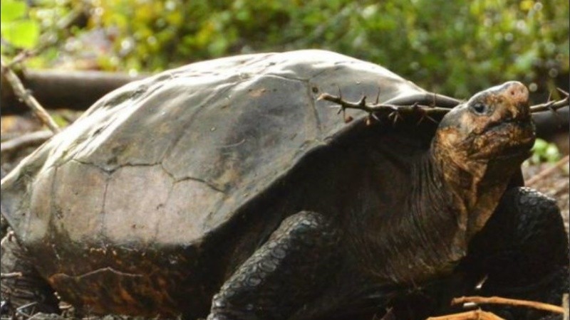 El origen de estas tortugas se remonta a hace dos o tres millones de años.
