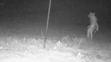 El propio zoológico fue quien compartió la imagen en sus redes sociales.