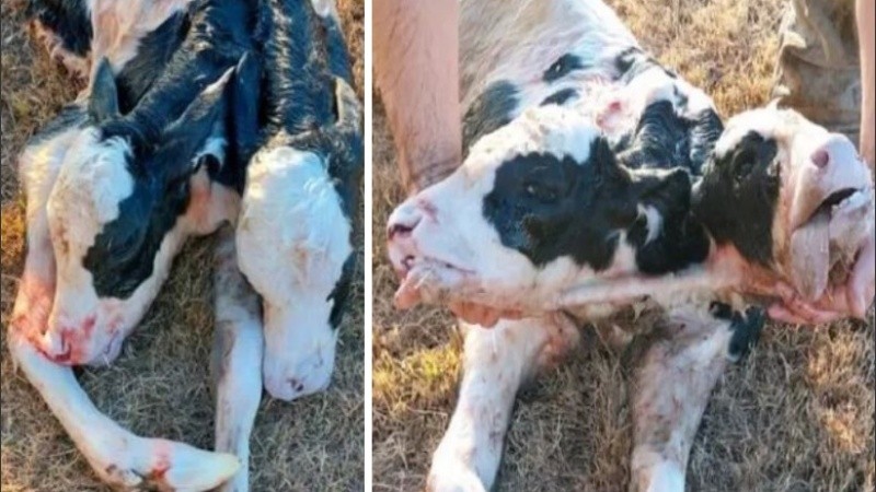 Especialistas detallaron que se trata de una malformación genética.