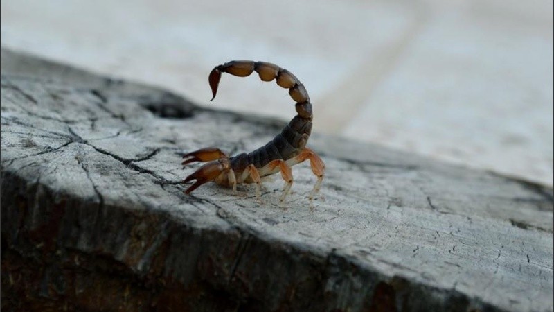 Llama la atención es la época en la que ocurrió el episodio.