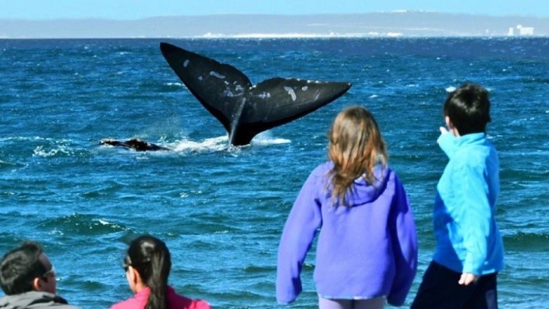  Ballenas en la zona de Puerto Madryn, otro clásico argentino.