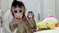 Chile declaró alerta sanitaria tras confirmar seis casos de viruela del mono
