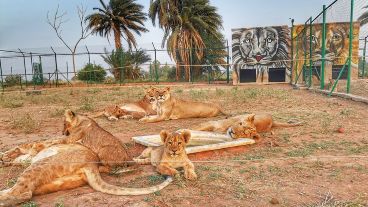 La reserva Al Baqeir abrió sus puertas en enero de 2021 y se extiende sobre unas cuatro hectáreas.