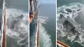 Video: un crucero chocó contra un iceberg durante su travesía por Alaska y quedó grabado