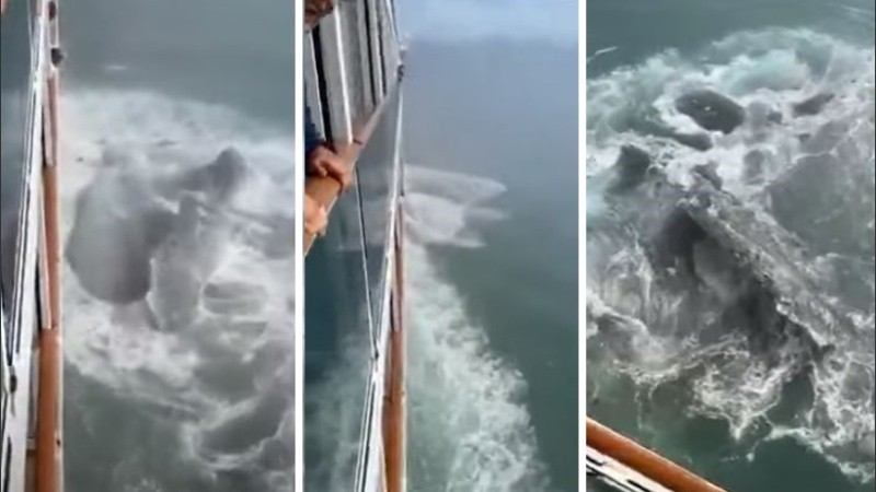 Los pequeños icebergs, también son conocidos como pedacitos de berma ó gruñidos.