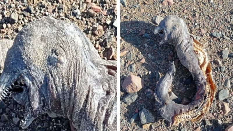 La criatura extraña tenía la boca abierta de par en par.