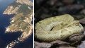 Fotos y video: la isla prohibida para humanos en la que viven las 4 mil serpientes más venenosas del mundo