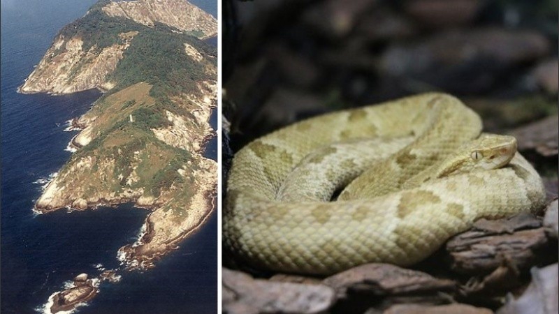 La isla es el único lugar del mundo donde habita la Bothrops insularis.