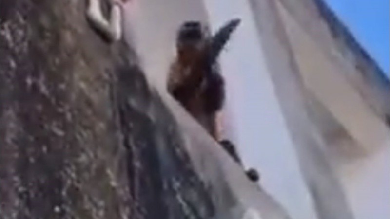 El animal fue capturado y  liberado en un bioparque.