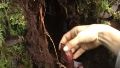 Fotos y video: la planta carnívora que pone trampas bajo tierra y se alimenta de presas del subsuelo