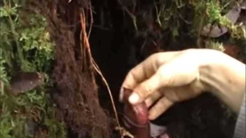 Desarrolló sus trampas de forma subterránea como una estrategia de supervivencia.