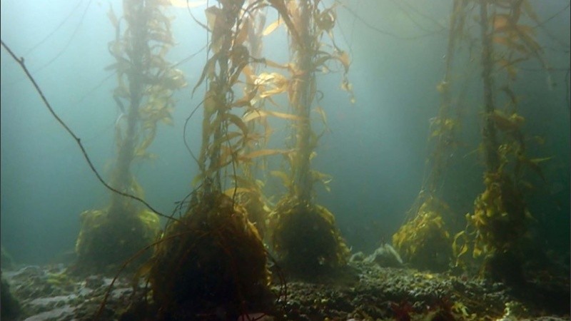 Hay una reducción global de bosques de macroalgas que no está totalmente cuantificada .