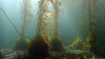 Hay una reducción global de bosques de macroalgas que no está totalmente cuantificada .