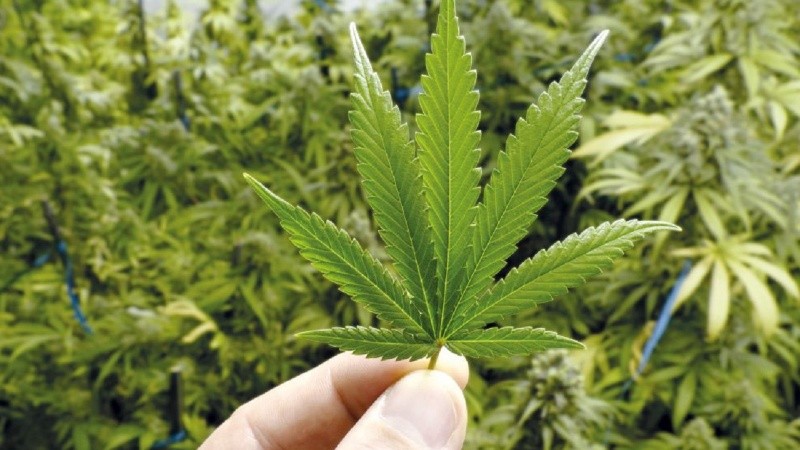 La tenencia y el cultivo deberán estar avalados por una inscripción en el Registro del Programa de Cannabis.