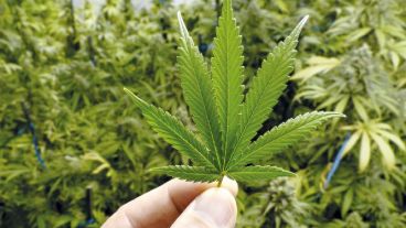La tenencia y el cultivo deberán estar avalados por una inscripción en el Registro del Programa de Cannabis.