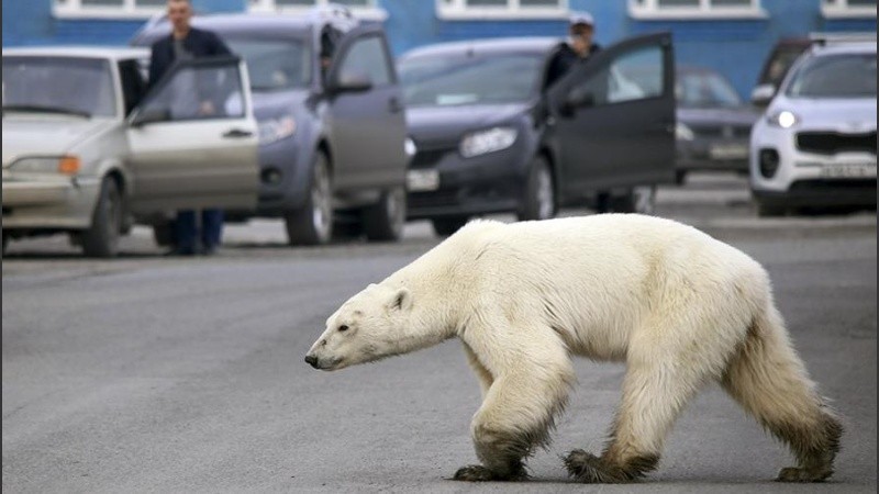 Muchas de estas enfermedades son potencialmente graves.