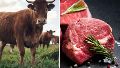Una empresa busca fabricar carne comestible con dióxido de carbono