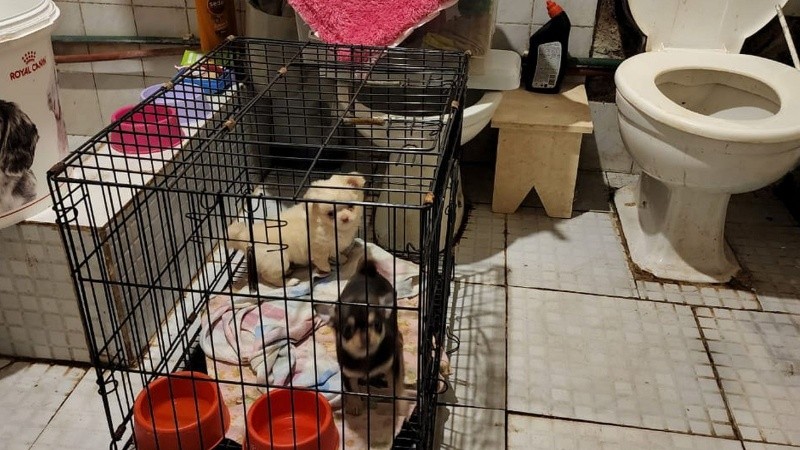 Los animales fueron rescatados y quedaron bajo atención veterinaria.