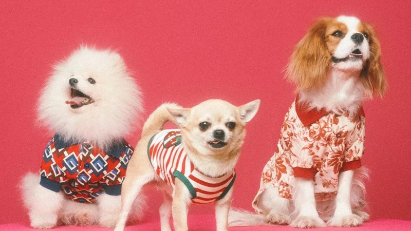 La colección engloba desde prendas de diseño hasta bolsos, collares, correas y camas, entre otros