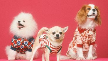 La colección engloba desde prendas de diseño hasta bolsos, collares, correas y camas, entre otros