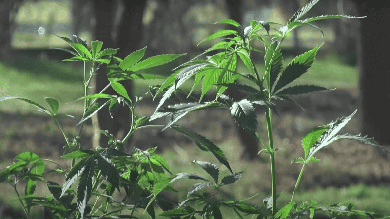 La variedad que se cultivará es la sativa.