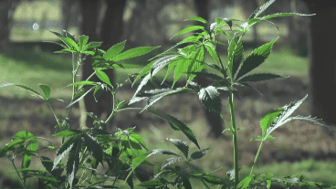 La variedad que se cultivará es la sativa.