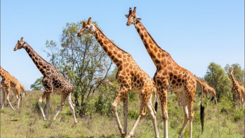 El comercio ilegal está alimentado por creencias erróneas.