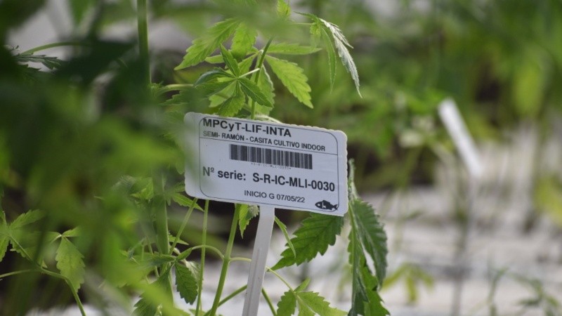 Cómo es el cultivo experimental de cannabis en Santa Fe: pasos y fechas