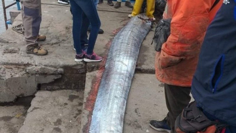 Los ejemplares de pez remo pueden llegar a medir hasta 17 metros.