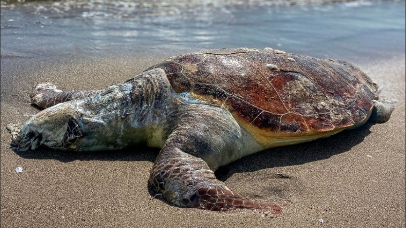 Esta tortuga marina fue encontrada muerta en la playa de Karataş.
