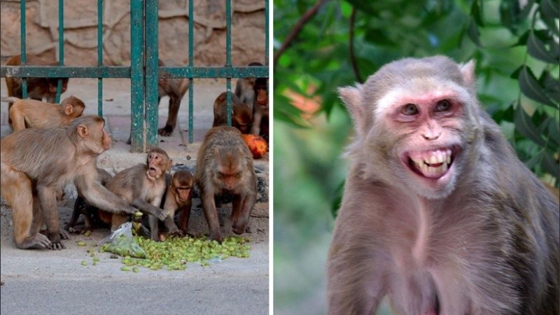 No es el primer caso de ataques de monos a humanos.