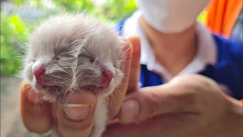 El gatito doble cara parece que vivirá más de lo que se esperaba por su condición.