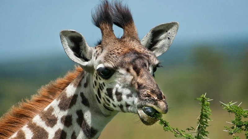 Desde 2019, las jirafas masái se encuentran en peligro de extinción.