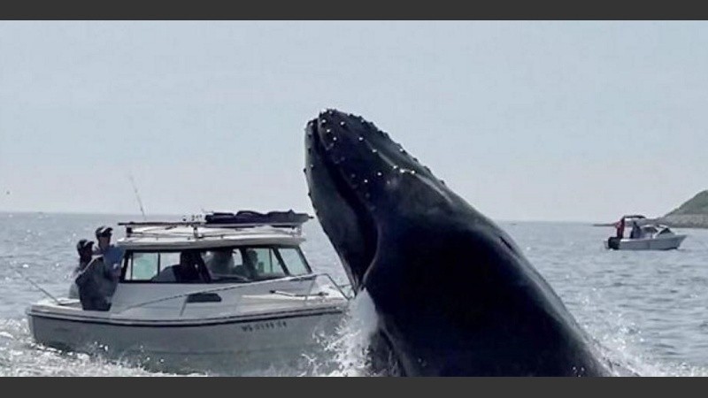 Las ballenas jorobadas son una de las especies rorcuales más llamativas. 