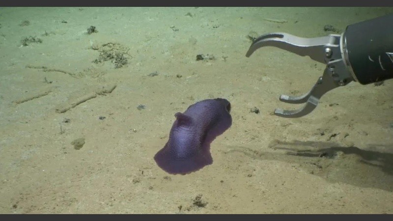 Psychropotes verrucicaudatus, un tipo de pepino de mar.
