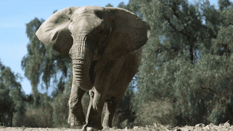 Kenya es la única elefanta africana que queda en el Ecoparque de Mendoza.