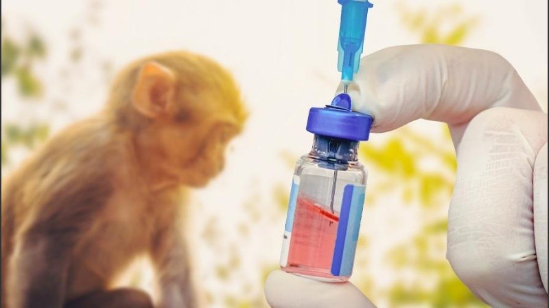 No existen tratamientos ni vacunas específicas para las infecciones por el virus de la viruela del mono.