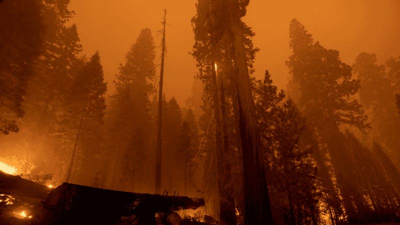 Sequía e incendios amenazan a los bosques californianos.