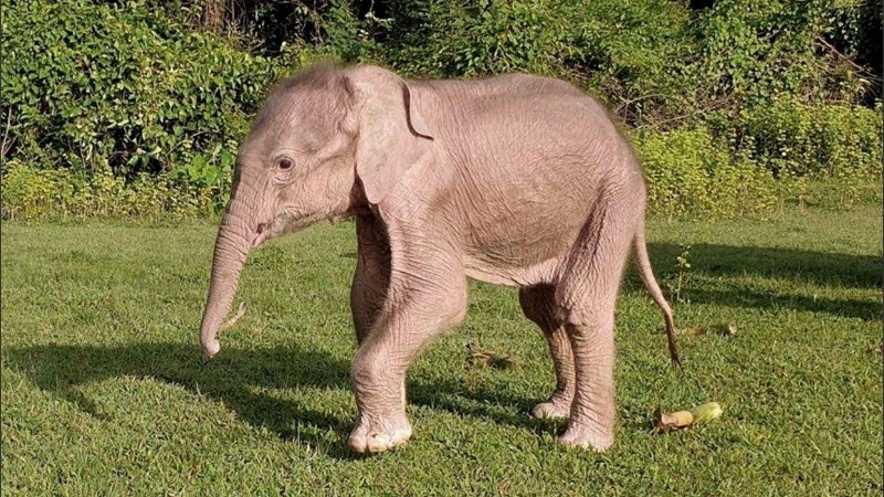Sólo existen seis ejemplares de elefantes albinos en el mundo. 