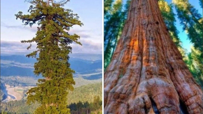  Hyperion es el árbol vivo más alto del mundo.