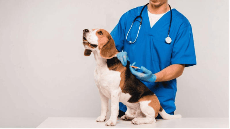 La importancia del cuidado de la salud animal como aspecto central en la prevención de enfermedades humanas.