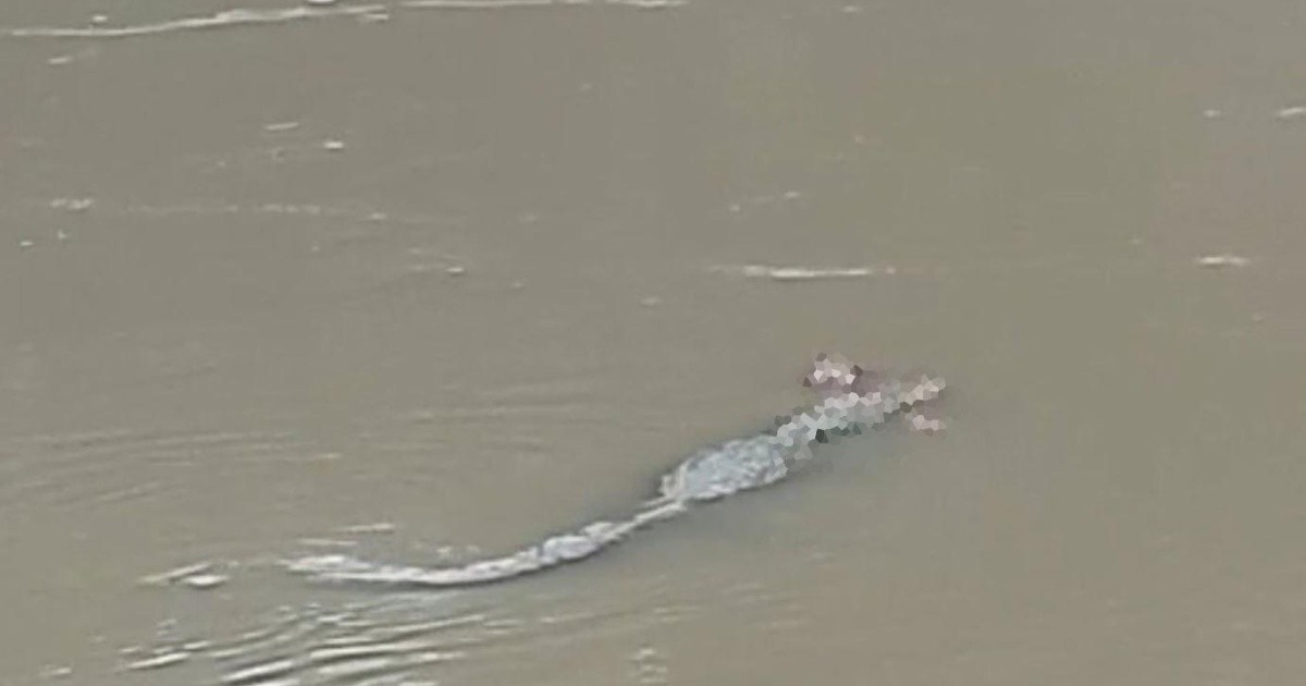 Video: el aterrador momento en el que un cocodrilo arrastró el cuerpo de un  hombre que cayó al agua | Rosario3