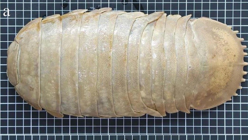 Hay alrededor de 20 especies del género Bathonymus.