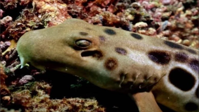 Este espécimen parece 