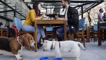 Locales gastronómicos de Bahía Blanca podrán convertirse en "pet friendly".